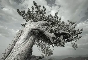 Ancient Collection: The twisting branches of the ancient bristlecone pines, Mount Evans Wilderness Area