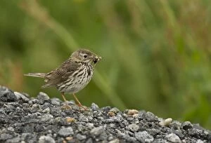 Flies Gallery: Twite adult female perched on stones with insects in beak