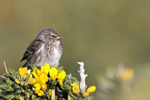 Gorse Prints: Twite - adult perching on gorse, North Uist, Outer Hebrides, Scotland, UK