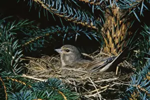 Twite - on nest
