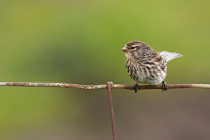 Images Dated 15th May 2009: Twite - Single adult perching on fence