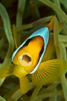 Two-Banded / Red Sea Anemonefish - yawning