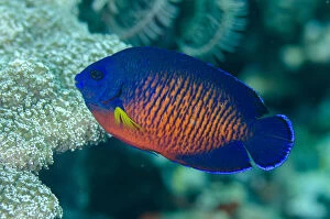 Images Dated 25th February 2019: Two-spined Angelfish - Lone Tree dive site, Dili, East Timor (Timor Leste) Date: 25-Feb-19