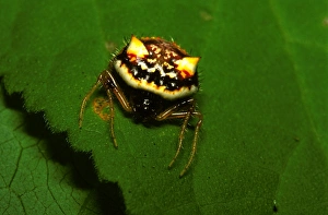 Images Dated 6th July 2006: Two-spined spider - in daytime resting position. Large triangular web is made low down at night