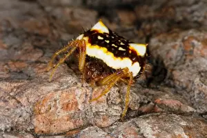 The two-spined spider (Poecilopachys australasiae) is a common resident of suburban gardens. Townsville, Queensland, Australia