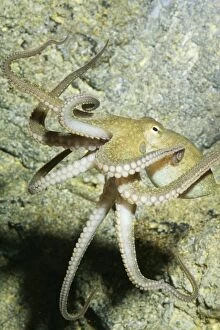 Images Dated 2nd September 2004: Two-spotted Octopus Southern California to Gulf of California