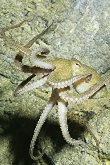 Tentacles Prints: Two-spotted Octopus Southern California to Gulf of California