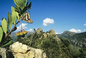 Images Dated 2nd December 2007: Two-tailed Pasha