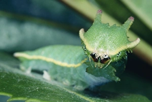 Images Dated 2nd December 2007: Two-tailed Pasha Butterfly - caterpillar eating, close-up of head & mouth parts