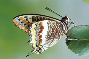 Images Dated 2nd December 2007: Two-tailed Pasha Butterfly Europe & into N. Africa