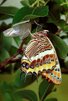 Images Dated 30th April 2007: Two-tailed Pasha / Foxy Charaxes