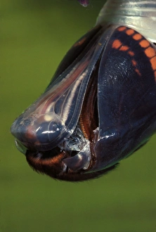 Images Dated 2nd May 2007: Two-tailed Pasha / Foxy Charaxes