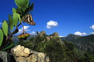 Images Dated 11th May 2007: Two-tailed Pasha / Foxy Charaxes