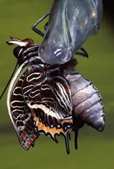 Images Dated 11th May 2007: Two-tailed Pasha / Foxy Charaxes