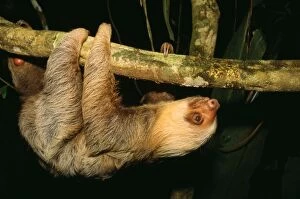 Images Dated 4th July 2007: Two-toed Sloth - hanging upside down Costa Rica