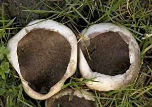 Puffball Prints: A type of puff-ball