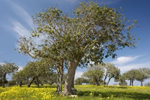 A typical mediterranean scene - masses of Crown Daisies under scattered Carob A typical mediterranean scene - masses of Crown Daisies under scattered Carob