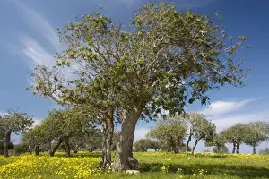 Cyprus Prints: A typical mediterranean scene - masses of Crown Daisies (Chrysanthemum coronaria) under scattered Carob and olive trees