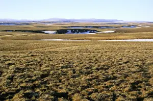 Russian Prints: A typical tundra view (also a typical habitat of lemmings)
