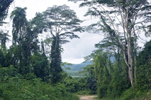 Images Dated 21st January 2008: A typical unpaved road surrounded by lush vegetation in Palawan, Philippines