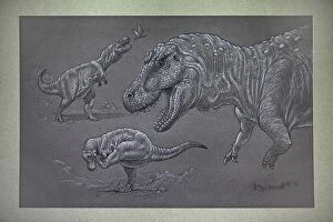 Images Dated 8th March 2011: Tyrannosaurus Rex - sketches