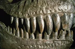 Reconstructions Prints: Tyrannosaurus Rex - teeth