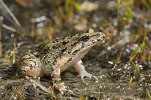 Anura Prints: Tyrrhenian Painted Frog - female - sardo-corsican endemic - Corsica - France