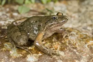 Anura Prints: Tyrrhenian Painted Frog - male - sardo-corsican endemic - Corsica - France
