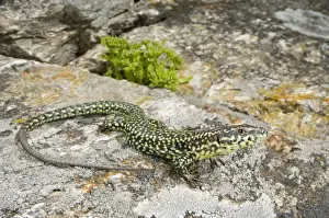 Corsica Prints: Tyrrhenian Wall Lizard - Corsica - France