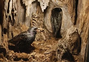 UB-12 Starling - hole being cleaned before nest building