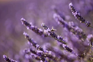 Solitary Gallery: The ubiquitous honey bee in the lavender
