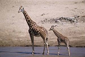Uganda / Baringo Giraffe - with young