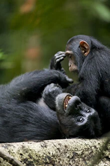 Chimpanzee Gallery: Uganda, Kibale Forest Reserve. Juvenile