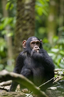 Chimpanzee Gallery: Uganda, Kibale Forest Reserve. Portrait