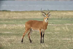 Uganda Kob