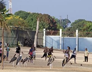 Uganda, marabou storks enjoying a game of football