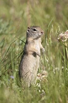 Uinta Ground Squirrel - alert posture - amongst grass