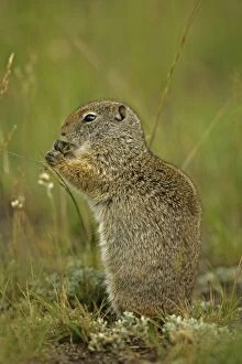 Images Dated 29th June 2005: Uinta Ground Squirrel - Feeding - Fairly large ground squirrels found only in southwestern