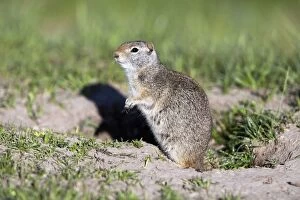 Images Dated 5th June 2013: Uinta Ground Squirrel / Potgut Grand Teton National