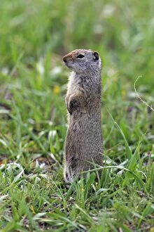 Images Dated 13th June 2013: Uinta Ground Squirrel / Potgut - standing alert