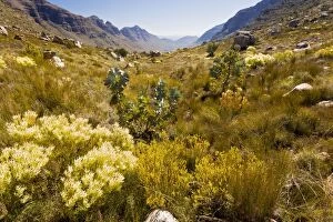 Images Dated 27th August 2012: The Uitkyk Pass - with fynbos in the foreground
