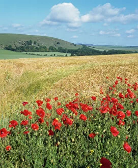 UK - Corn fields & poppies on South Downs, as a field margin