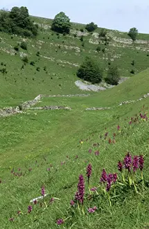 Dales Prints: UK Cressbrook Dale, Derbyshire