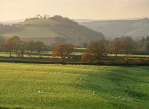 UK - fields with Hood Ball Sheep in foreground. Nr Totnes, Devon, UK