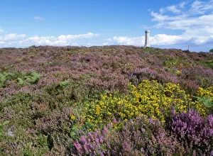 Gorse Prints: UK - heathland in flower at Hardy Monument with Western Gorse. Dorset, UK