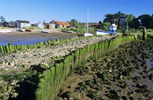 Images Dated 24th February 2006: UK - popular location for birdwatching, this coastal region has much bird activity