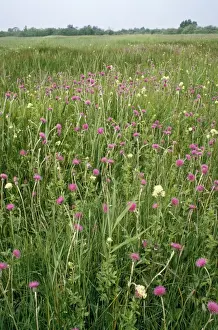 Thistle Prints: UK - Thistle & Meadow Rue Wicken Fen National Nature Reserve, Cambrideshire, UK