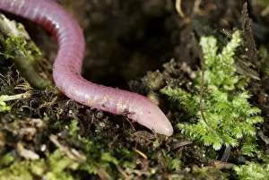 Uluguru pink Caecilian - on the forest floor - Tanzania - Africa