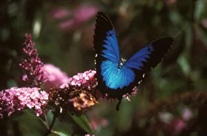 Ulysses butterfly - on Buddleia (Buddleia sp.) flowers