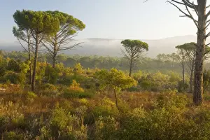 Umbrella Pine (or Stone Pine) Pinus pinea woodland, with scrub below, in Ribeirotte Valley, Var, Provence. France